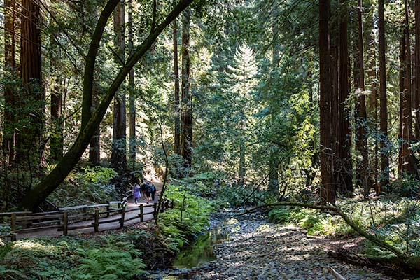 Muir Woods National Monument